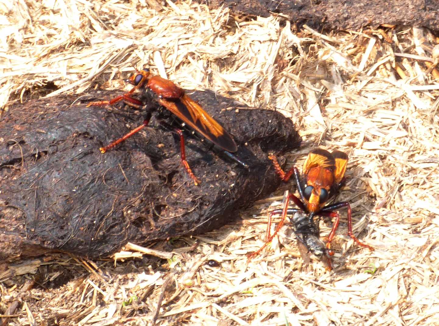 Cosa non si fa per una foto! (Asilus barbarus)